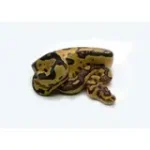 2025 Female Clown Gene-X Fire Ball Python