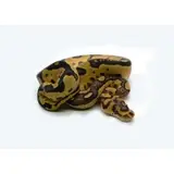 2025 Female Clown Gene-X Fire Ball Python