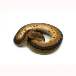 Female Gene-X Clown Ball Python