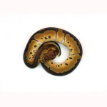 Female Gene-X Clown Ball Python - Image 3