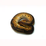 Female Gene-X Clown Ball Python - Image 2