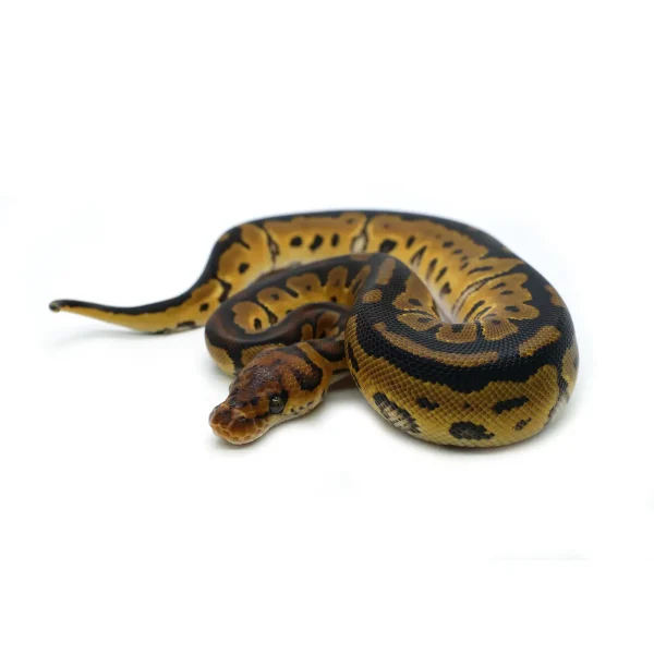 2025 Female Clown Fire Gene-X Ball Python