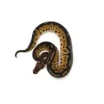 2025 Female Clown Fire Gene-X Ball Python - Image 4