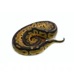2025 Female Clown Fire Gene-X Ball Python - Image 3