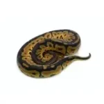2025 Female Clown Fire Gene-X Ball Python - Image 3