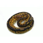 2025 Female Clown Fire Gene-X Ball Python - Image 2