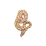 Male Coral Glow Mojave Blackhead + Ball Python - Image 4