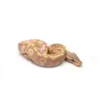 Male Coral Glow Mojave Blackhead + Ball Python - Image 2
