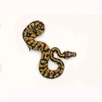 Male Pastel Black Head Microscale Yellowbelly Ball Python - Image 4