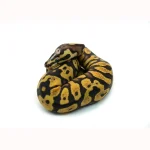 Male Pastel Black Head Microscale Yellowbelly Ball Python - Image 3