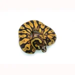 Male Pastel Black Head Microscale Yellowbelly Ball Python - Image 2