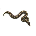 Male Mojave GHI Yellowbelly Black Pastel het. Clown Possible Odium Ball Python - Image 2