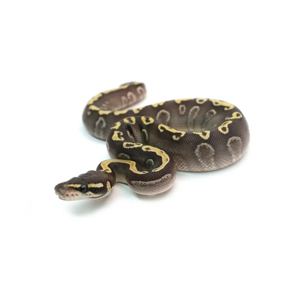 Male Mojave GHI Yellowbelly Black Pastel het. Clown Possible Odium Ball Python
