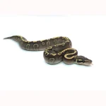 Male Mojave GHI Yellowbelly Black Pastel het. Clown Possible Odium Ball Python - Image 3
