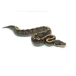 Male Mojave GHI Yellowbelly Black Pastel het. Clown Possible Odium Ball Python - Image 3