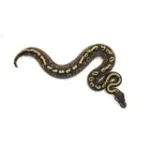 Male Mojave GHI Yellowbelly Black Pastel het. Clown Possible Odium Ball Python - Image 3