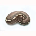 Female Mojave GHI Redstripe Odium Possible Yellowbelly het. Clown Ball Python - Image 2