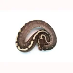 Female Mojave GHI Redstripe Odium Possible Yellowbelly het. Clown Ball Python - Image 3