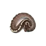 Female Mojave GHI Redstripe Odium Possible Yellowbelly het. Clown Ball Python - Image 3