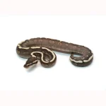 Female Mojave GHI Redstripe Odium Possible Yellowbelly het. Clown Ball Python