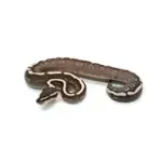 Female Mojave GHI Redstripe Odium Possible Yellowbelly het. Clown Ball Python