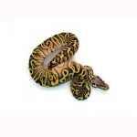 Male Pastel GHI Black Pastel Spotnose Ball Python - Image 3
