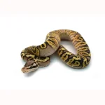 Male Pastel GHI Black Pastel Spotnose Ball Python - Image 2