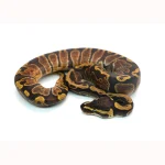 Male GHI Enchi het. Clown Ball Python - Image 2