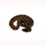 Male GHI Enchi het. Clown Ball Python - Image 3