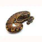 Male GHI Enchi het. Clown Ball Python