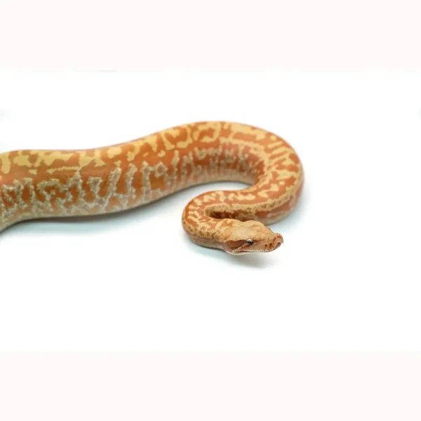 Female Batik T+ Blood Python