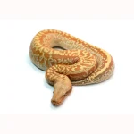 Female Batik T+ Blood Python - Image 2