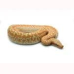 Female Batik T+ Blood Python