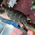 2023 “Flash” x Hypo Celebensis Water Monitor - Image 4