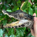 CB Smooth-Fronted Caiman