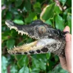 CB Smooth-Fronted Caiman - Image 2