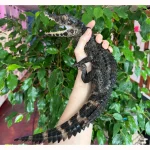 CB Smooth-Fronted Caiman - Image 2