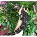 CB Smooth-Fronted Caiman