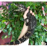 CB Smooth-Fronted Caiman