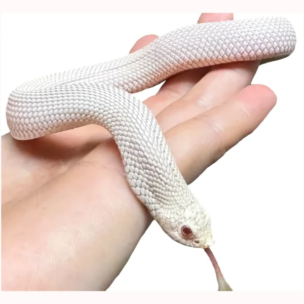 2024 Male Super Yeti Western Hognose (Heterodon nasicus)