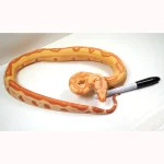 2022 Female Kahl Albino Lipstick Super Stripe Hypo Jungle Boa Constrictor - Image 3