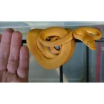 Captive Dropped Male Yellow Patternless Amazon Tree Boa - Image 2