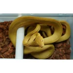 Male Yellow Patternless Amazong Tree Boa- Established Import - Image 4