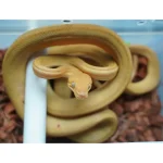Male Yellow Patternless Amazong Tree Boa- Established Import - Image 2