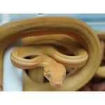 Male Yellow Patternless Amazong Tree Boa- Established Import - Image 3
