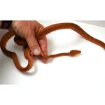 CBB Male Breeder Amazon Tree Boa - Very Pretty Orange! - Image 2