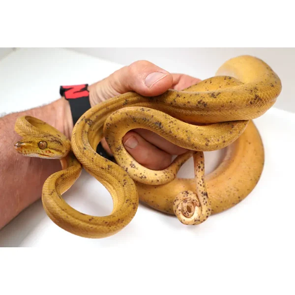 Male Breeder Amazon Tree Boa - Yellow