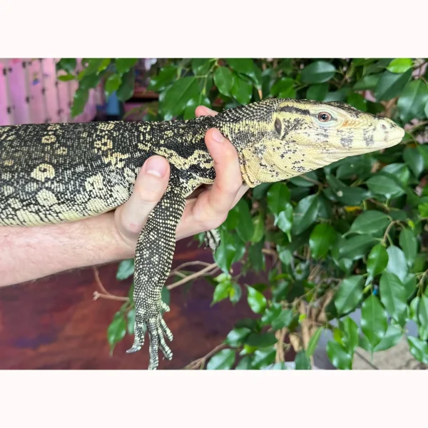 2023 “Flash” x Hypo Celebensis Water Monitor