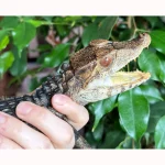 Yearling Female Cuvier’s Dwarf Caiman - Image 2