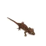 Unsexed Baby Gargoyle Gecko - Image 2